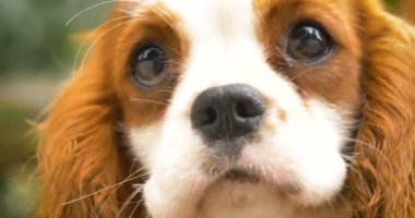 Güzel beyaz kahverengi İngilizce cavalier king charles çimenlerin üzerinde oturan spaniel okşayarak köpek, Doğa arka plan ver. Konsept: parodist köpek, en sevdiğim hayvan, gerçek arkadaşlar, bir köpeğin safkan, bir arkadaşınızın köpek, küçük bir yün.
