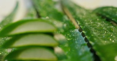 Aloe vera 'nın bileşimi. Güzellik kremi kavramı aloe, doğal tıp ve vücut bakımından türemiştir. Terapi özellikleri, kaldırma, gençleştirme ve doğa