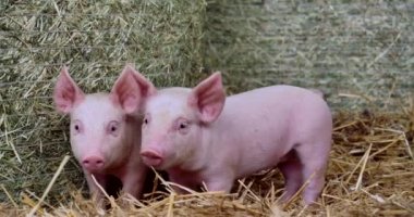 domuz şirin yeni doğmuş bir çim çim üzerinde duran. biyolojik, hayvan sağlığı, dostluk, kavramının doğasını seviyorum. vejetaryen ve vegan tarzı. doğaya saygı .