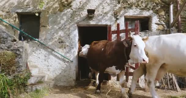 Close Uma Vaca Pastando Comendo Grama Imersa Natureza Que Olha — Vídeo de Stock