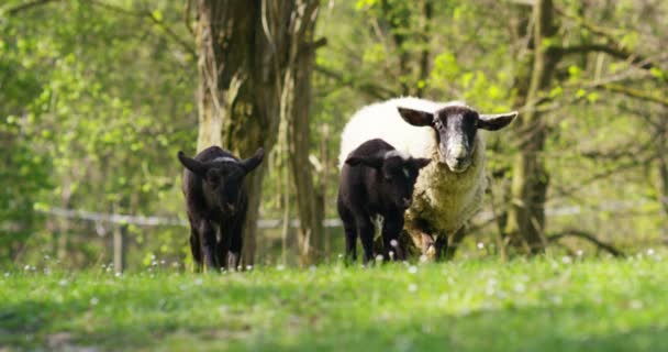 在农场里 黑白相间的羊妈妈和她的幼羊沿着草地漫步 在美丽的绿色天然背地上 概念是 — 图库视频影像