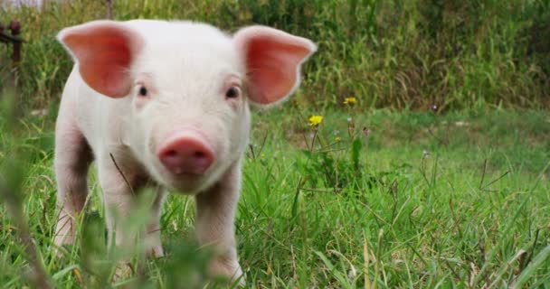 Porco Cachorro Jardim Uma Fazenda Fazendeiro Trouxe Saudável Orgânico Para — Vídeo de Stock