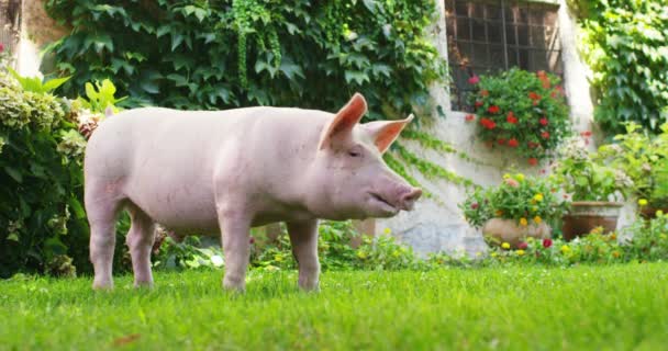 Ένα Γουρούνι Κουτάβι Ένα Κήπο Από Ένα Αγρόκτημα Ενός Αγρότη — Αρχείο Βίντεο