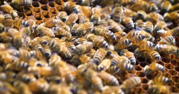 养蜂人在养蜂人的野兽中照看蜜蜂 大量蜂蜜 纯天然产品 有用的产品 黄色金色蜂蜜 — 图库视频影像