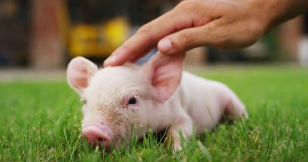 Porco Cachorro Jardim Uma Fazenda Fazendeiro Trouxe Saudável Orgânico Para — Vídeo de Stock