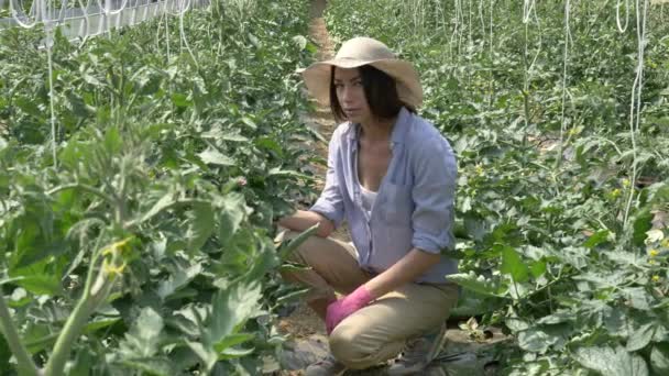 Uma Menina Bonita Com Chapéu Palha Vai Olha Para Plantação — Vídeo de Stock