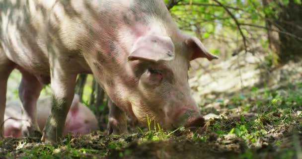 Finca Grupo Hermosos Cerdos Rosa Marrón Fueron Dejados Salir Dar — Vídeo de stock