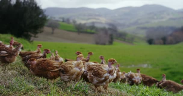 鸡住在农村 一边吃东西 一边享受户外的生活 在背景中清理着山 — 图库视频影像