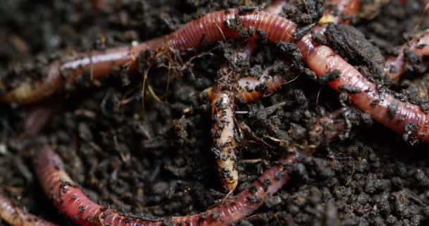 Macro Inyección Gusanos Larvas Que Mueven Suelo Fértil Utilizan Para — Vídeos de Stock