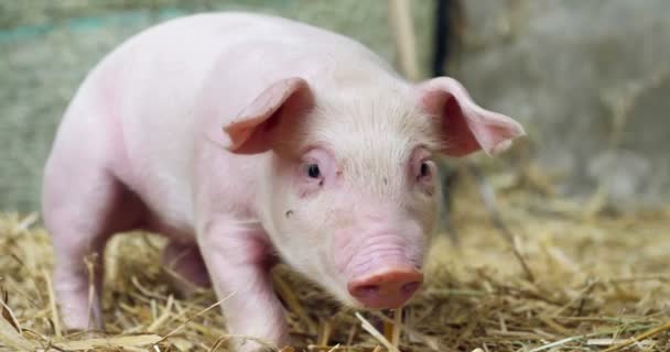 Porco Bonito Recém Nascido Gramado Grama Conceito Biológico Saúde Animal — Vídeo de Stock