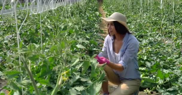 Vídeo Câmera Lenta Mulher Agrônomo Verificando Folhas Verdes Plantas Crescimento — Vídeo de Stock