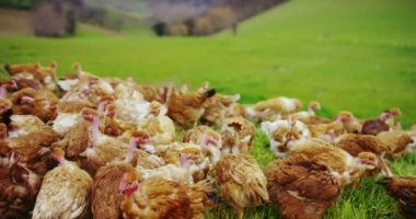 kahverengi tavuk sürüsü kırsal kesimde yaşayan ve süre zevk almak belgili tanımlık açık havada yemek peck ve arka planda dağlar ile temizleyin