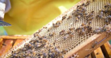 Arıcı arılar, peteğin, tatlım, bir koruyucu arıcı'nın canavar bir sürü sonra görünüyor. Konsept: arı kovanı, saf doğal ürün, faydalı ürün, sarı altın bal, arı, çalışkan sürüsü.