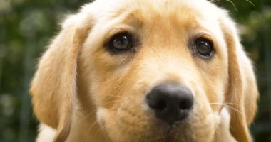 Güzel beyaz kahverengi İngilizce labrador çimenlerin üzerinde oturan okşayarak köpek, Doğa arka plan ver. Konsept: parodist köpek, en sevdiğim hayvan, gerçek arkadaşlar, bir köpeğin safkan, bir arkadaşınızın köpek, küçük bir yün.