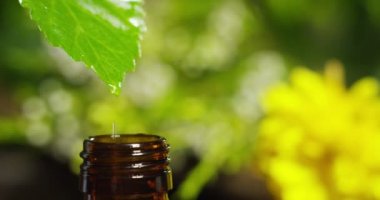 su damlaları, kokular ve kokular sağlıklı yaşam ve spa için aromaterapi temel yağlar karışımı. Güzellik kavramı. güzel kokulu esans. bir yaprak özü damla düşme havuzu Sağlık Merkezi