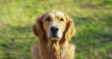 Güzel bir Golden Retriever köpeğinin portresi, soyağacı ve güzel bir paltoyla daha yeni fırçalandı. Saf köpek, yeşillik ve kamerayla çevrili. Güzelliği, yumuşaklığı, soyağacı kavramını..