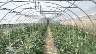 Hasır Şapkalı, güzel bir kız gider ve güneşli bir günde plantasyonunda görünüyor. Konsept: biyolojik ürünler, doğal ürünler, taze, lezzetli, meyve, sebze, büyümek, su, bitki, fotosentez