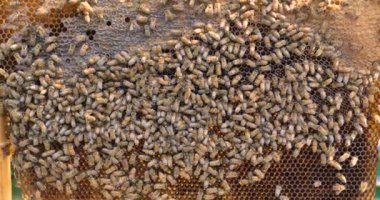 Arıcı arılar, peteğin, tatlım, bir koruyucu arıcı'nın canavar bir sürü sonra görünüyor. Konsept: arı kovanı, saf doğal ürün, faydalı ürün, sarı altın bal, arı, çalışkan sürüsü.