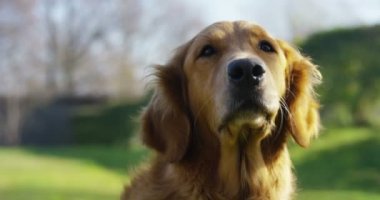 Güzel bir Golden Retriever köpeğinin portresi, soyağacı ve güzel bir paltoyla daha yeni fırçalandı. Saf köpek, yeşillik ve kamerayla çevrili. Güzelliği, yumuşaklığı, soyağacı kavramını..