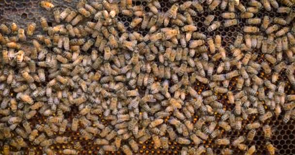 Der Imker Kümmert Sich Einem Schützenden Bienenstock Bienen Waben Viel — Stockvideo