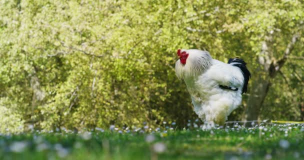 Granja Enorme Gallo Polla Con Una Mirada Expresiva Cuco Sobre — Vídeo de stock