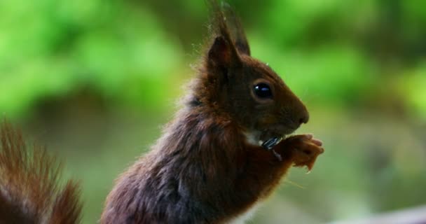 Ein Eichhörnchen Frisst Das Futter Und Sieht Sich Zeitlupe Einem — Stockvideo