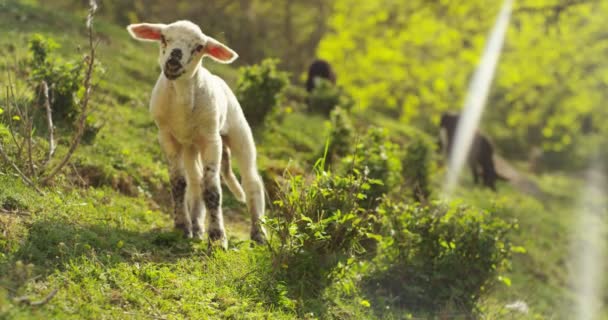 在农场里 小小的美丽白羊肉在自然界中 背景下的草地和树木 — 图库视频影像