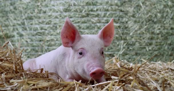 Schwein Niedliches Neugeborenes Steht Auf Einer Rasenfläche Konzept Der Biologischen — Stockvideo