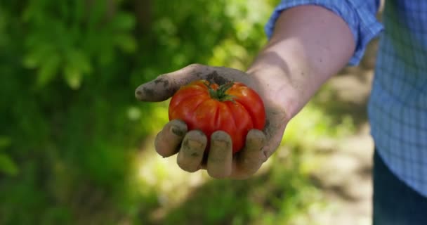 Retrato Joven Agricultor Feliz Sosteniendo Verduras Frescas Una Canasta Sobre — Vídeo de stock