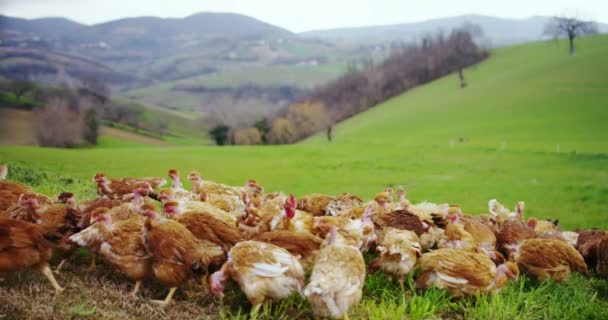 Uma Manada Galinhas Marrons Vivem Campo Bicar Comida Enquanto Desfruta — Vídeo de Stock