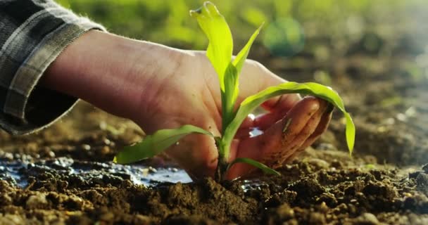 Movimiento Lento Mano Del Agricultor Joven Tocando Espiga Trigo Luz — Vídeo de stock