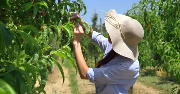 pomalý pohyb rolní ženy v Hat kontrola zelených listů na stromech v zemědělském podniku