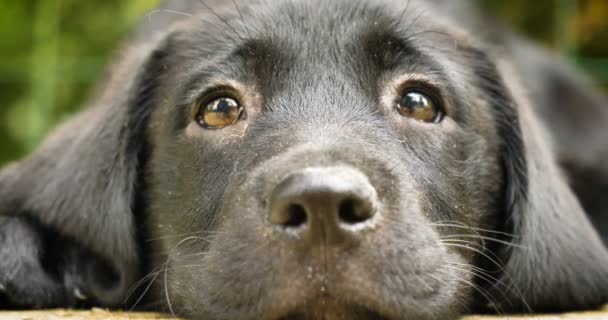 Vacker Svart Labrador Sitter Gräs Hand Strök Hund Natur Bakgrund — Stockvideo