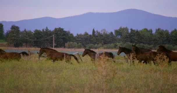 Mouvement super lent du troupeau de chevaux marron foncé sur une prairie verte pittoresque dans les montagnes en 4k (gros plan )