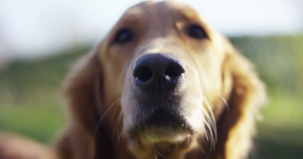 Retrato Hermoso Perro Golden Retriever Con Pedigrí Buen Abrigo Perro — Vídeos de Stock