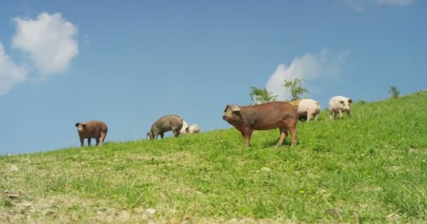 Fazenda Grupo Belos Porcos Rosa Marrom Foram Deixados Sair Para — Vídeo de Stock