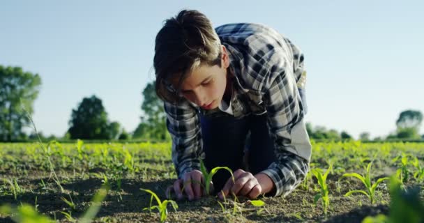 Mouvement Lent Main Jeune Agriculteur Touchant Oreille Blé Lumière Soleil — Video