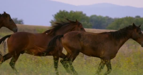 Super Slow Motion För Besättning Körs Mörka Bruna Hästar Vacker — Stockvideo