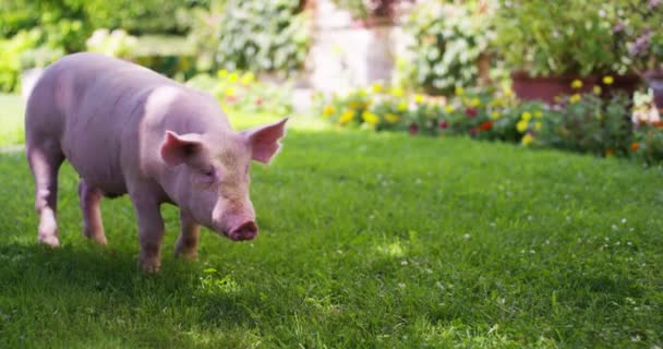 Porco Cachorro Jardim Uma Fazenda Fazendeiro Trouxe Saudável Orgânico Para — Vídeo de Stock