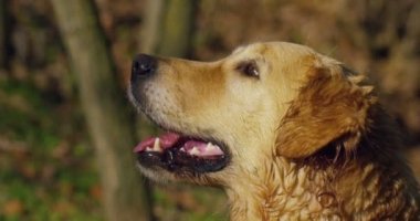 Güzel bir Golden Retriever köpeğinin portresi, soyağacı ve güzel bir paltoyla daha yeni fırçalandı. Saf köpek, yeşillik ve kamerayla çevrili. Güzelliği, yumuşaklığı, soyağacı kavramını..