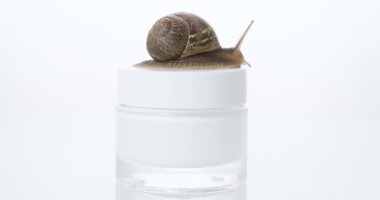 Cilt kremi bir kavanoz doğru çizgiler bir salyangoz, kapatın. Kavramı: nemlendirici krem, mükemmel cilt, salyangoz snack.