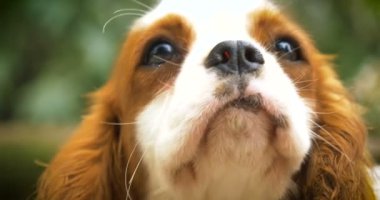 Güzel beyaz kahverengi İngilizce cavalier king charles çimenlerin üzerinde oturan spaniel okşayarak köpek, Doğa arka plan ver. Konsept: parodist köpek, en sevdiğim hayvan, gerçek arkadaşlar, bir köpeğin safkan, bir arkadaşınızın köpek, küçük bir yün.