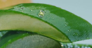 Aloe vera 'nın bileşimi. Güzellik kremi kavramı aloe, doğal tıp ve vücut bakımından türemiştir. Terapi özellikleri, kaldırma, gençleştirme ve doğa
