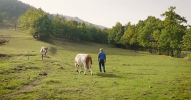 Bir çiftçi doğurmak ve eski gelenekleri göre doğada inek inekler. Belgili tanımlık doğurmak her sabah taze süt ve mükemmel kalitede hissediyor. Kavramı: yetiştirme, hayvan, geleneği aşkına