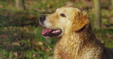 Güzel bir Golden Retriever köpeğinin portresi, soyağacı ve güzel bir paltoyla daha yeni fırçalandı. Saf köpek, yeşillik ve kamerayla çevrili. Güzelliği, yumuşaklığı, soyağacı kavramını..