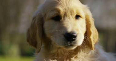 Güzel altın geri almak çimenlerin üzerinde oturur, ağır çekimde kuyruk oynayan ve runningand dört tekerlekli yük arabası