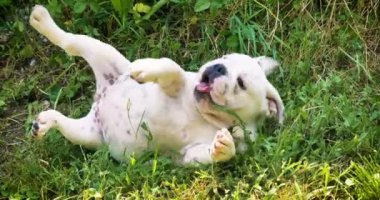 güzel beyaz İngilizce bulldog, güzel yüz, çim, arka plan doğa