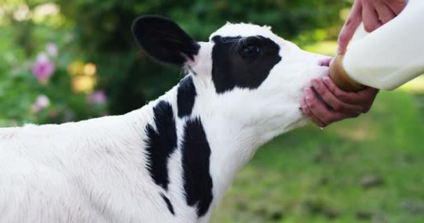 農家の農場の庭で子犬牛を正しいという強力で堅牢な成長と自然食品有機 もたらした バイオ ビーガン 性質のための愛の概念 — ストック動画