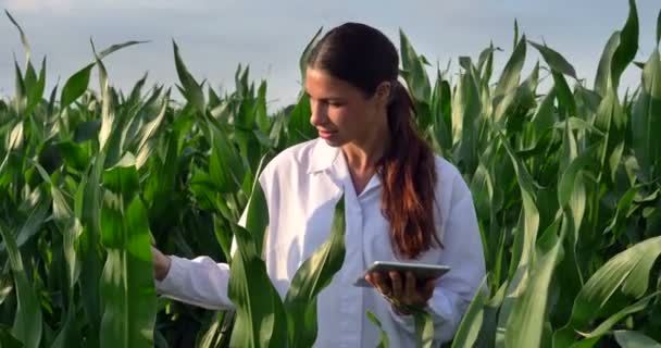 Видео Фермер Проверяет Зеленые Кукурузные Листья Открытом Воздухе Белом Халате — стоковое видео