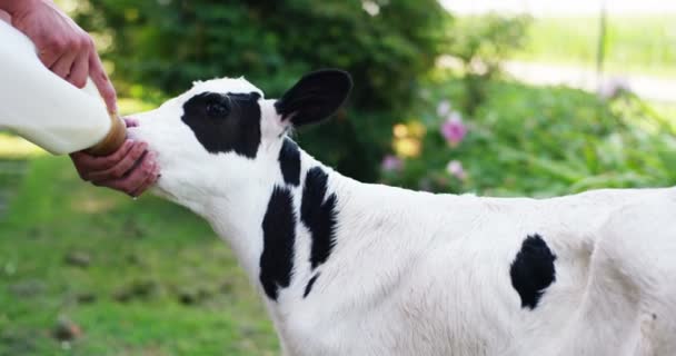 Petit Bétail Dans Jardin Une Ferme Agriculteur Apporté Sain Biologique — Video